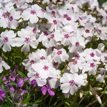 Moss Phlox (Phlox subulata), flowers of summer