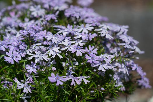 Moss Phlox (Phlox subulata), flowers of summer