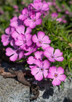 Moss Phlox (Phlox subulata), flowers of summer