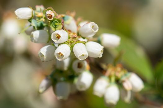 Blossom of Blueberry (Vaccinium myrtillus)
