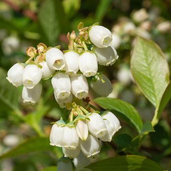 Blossom of Blueberry (Vaccinium myrtillus)