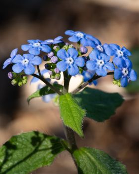 Siberian bugloss (Brunnera macrophylla), close up of the flower head