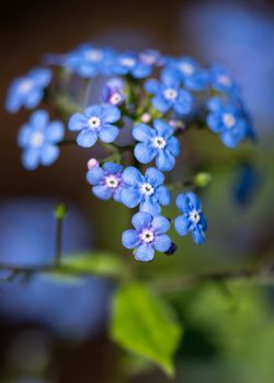 Siberian bugloss (Brunnera macrophylla), close up of the flower head