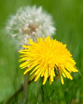 Common dandelion (Taraxacum), close up of the flower head