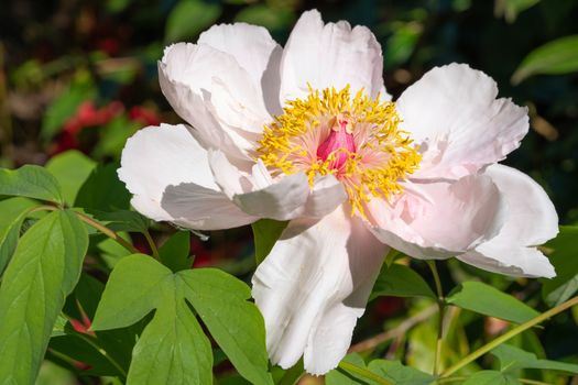 Peony (Paeonia lactiflora), flowers of summer