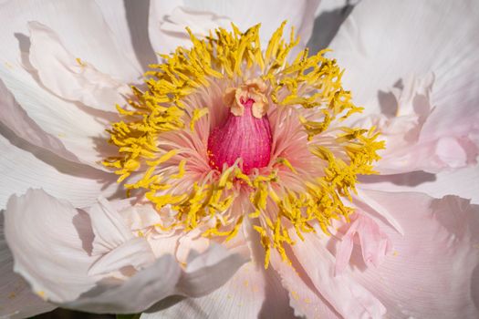 Peony (Paeonia lactiflora), flowers of summer