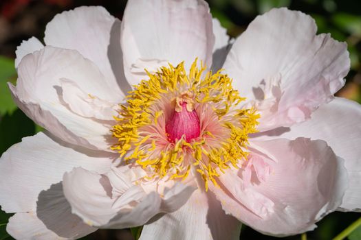 Peony (Paeonia lactiflora), flowers of summer