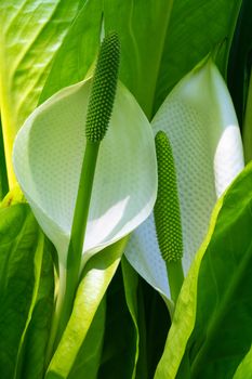 White skunk cabbage (Lysichitum camtschatcense), close up of the flower head