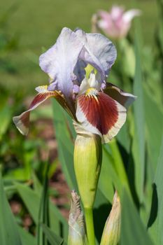 German iris (Iris barbata-nana), close up of the flower head