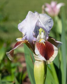 German iris (Iris barbata-nana), close up of the flower head