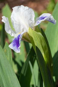 German iris (Iris barbata-nana), close up of the flower head