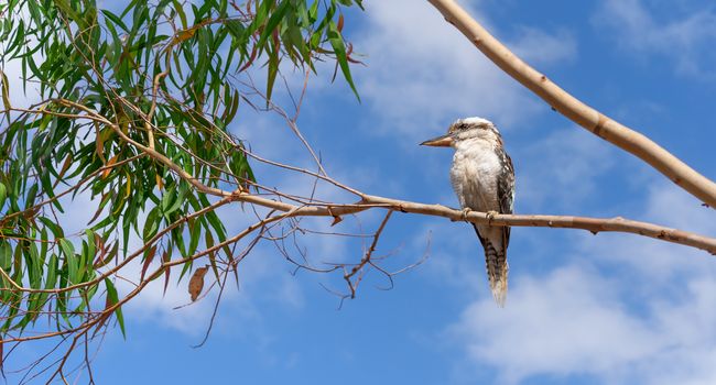 An Australian kookaburra or Laughing Jackass perched in a gum tree