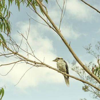 Iconic Australian Kookaburra or Laughing Jackass sitting in a gumtree