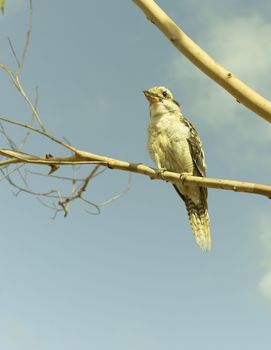 An Australian kookaburra sitting quietly on a gum tree branch