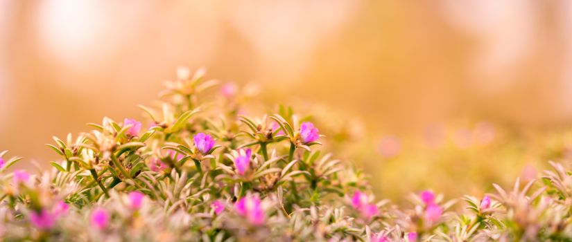 Good Morning Banner background with pink Portulaca flowers and yellow and orange tones