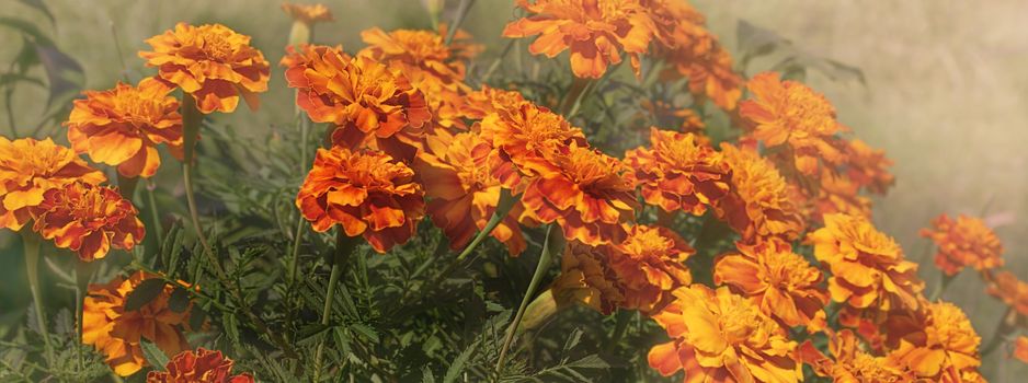 Autumn panorama of yellow and orange Marigolds on a misty smoky morning