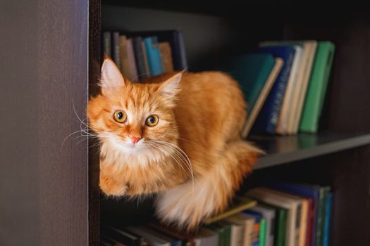 Cute ginger cat lying on bookshelf. Fluffy pet staring in camera from bookcase shelf. Funny animal among books. Cozy home.