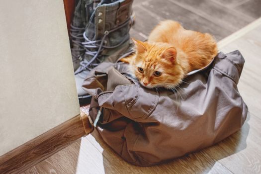 Cute ginger cat sits in bag. Fluffy pet climbed into the owner's gym bag in the hall.