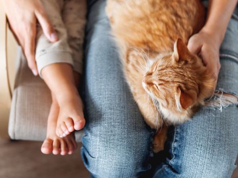 Top view on cute ginger cat lying on knees. Woman in jeans sits on chair with toddler and with fluffy pet on knees. Cozy home for domestic animal.