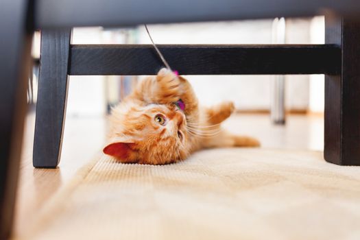 Cute ginger kitten plays with toy mouse on rope. Fluffy pet lies on carpet under black wooden chair. Domestic playful animal in cozy home.