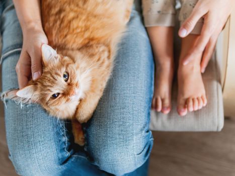 Top view on cute ginger cat lying on knees. Woman in jeans sits on chair with toddler and with fluffy pet on knees. Cozy home for domestic animal.