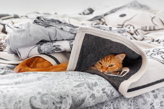 Cute ginger cat hides in bed. Fluffy pet sleeps under blanket. Cozy morning bedtime in cozy home.