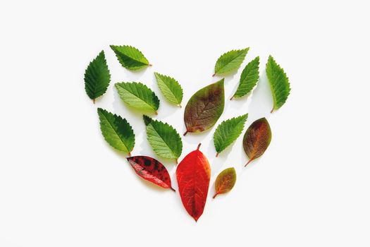 Top view on heart made of small bright green and red leaves on white background. Love of nature concept. Flat lay background with natural leaves.