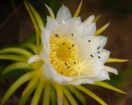 Beautiful big white dragonfruit flower being pollinated by Australian bees