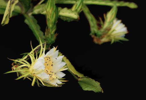 Fragrant white flowers of dragon fruit pollinated by Australian bees