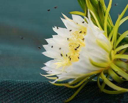 Closeup of Fragrant white flowers of dragon fruit pollinated by Australian bees