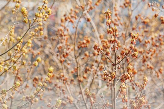 View on blooming Fraxinus excelsior, known as ash, or European ash or common ash. Spring season in Moscow, Russia.