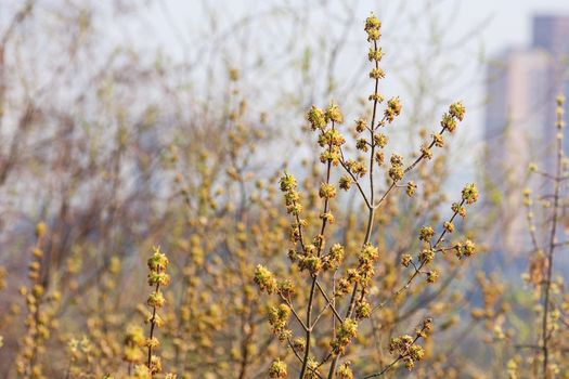 View on blooming Fraxinus excelsior, known as ash, or European ash or common ash. Spring season in Moscow, Russia.