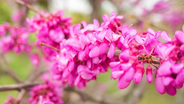 Blooming Cercis chinensis or the Chinese redbud. Natural spring background with sun shining through pink beautiful flowers.