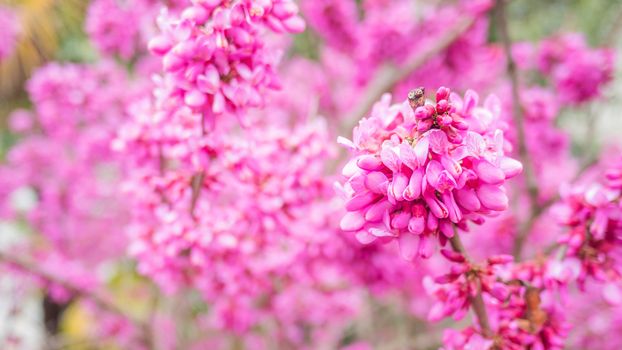 Blooming Cercis chinensis or the Chinese redbud. Natural spring background with sun shining through pink beautiful flowers.