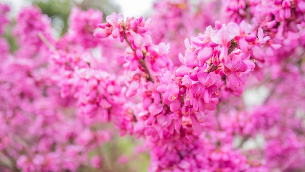 Blooming Cercis chinensis or the Chinese redbud. Natural spring background with sun shining through pink beautiful flowers.