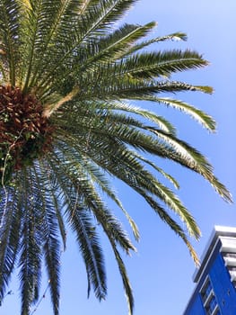 Bottom view on palm tree foliage and apartment building on clear blue sky background.