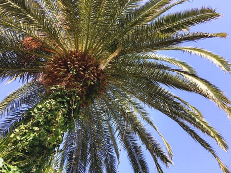 Bottom view on palm tree foliage on clear blue sky background.