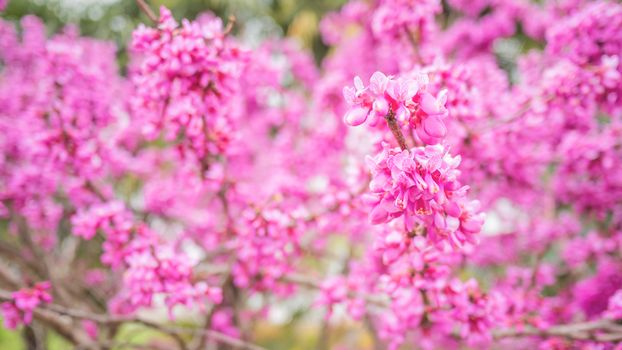 Blooming Cercis chinensis or the Chinese redbud. Natural spring background with sun shining through pink beautiful flowers.