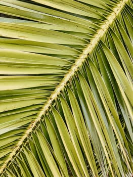 Diagonal composition of tropical palm tree leaf.