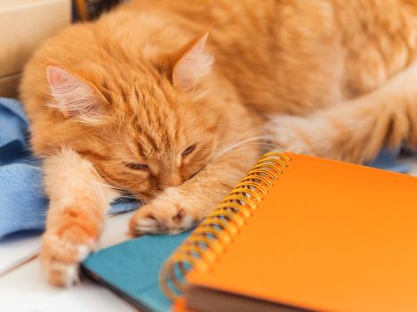 Cute ginger cat is sleeping among office supplies. Fluffy pet dozing on stationery. Cozy home background.