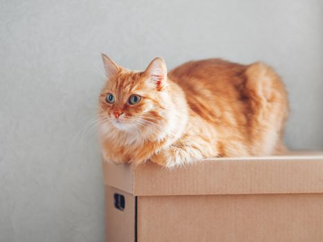 Cute ginger cat lying on carton box. Sun shines on fluffy pet. Domestic animal is ready to relocate.