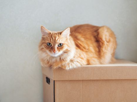 Cute ginger cat lying on carton box. Sun shines on fluffy pet. Domestic animal is ready to relocate.