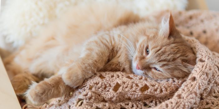 Cute ginger cat sleeping on pile of clothes. Fluffy pet mimics the color of textile.