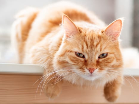 Close up portrait of cute ginger cat. Fluffy pet is staring.. Domestic kitty sitting on table.