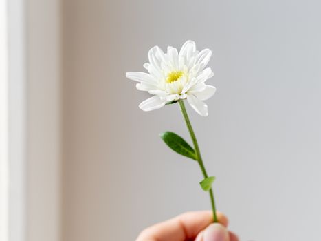 Hand with chrysanthemum flower. Woman is holding blooming flower on grey shadowed background.