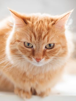Close up profile portrait of cute ginger cat. Fluffy pet is staring with attention. Displeased domestic kitty.