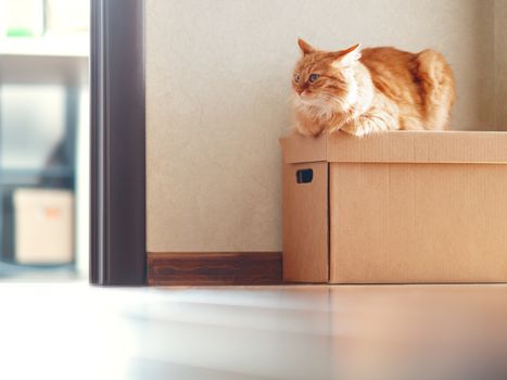 Cute ginger cat lying on carton box. Sun shines on fluffy pet. Domestic animal is ready to relocate.