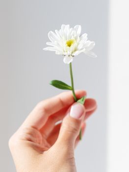 Hand with chrysanthemum flower. Woman is holding blooming flower on grey shadowed background.