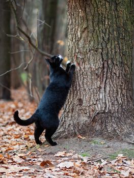 Fluffy black cat with white spots sharpens its claws on a tree in park. Stray animal in forest.