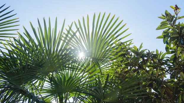 Sun shines on palm tree leaves. Tropical trees with fresh green foliage.